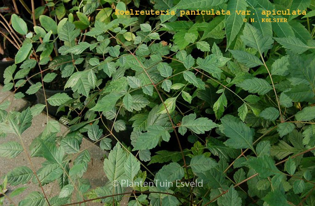 Koelreuteria paniculata var. apiculata