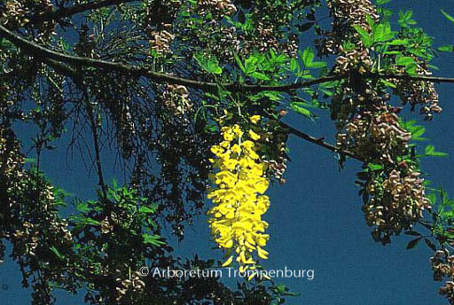 Laburnocytisus adamii