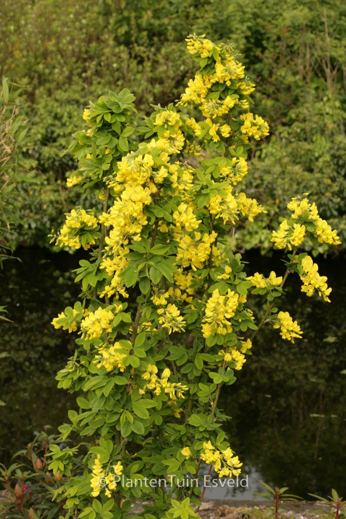 Laburnum anagyroides ‘Sunspire’