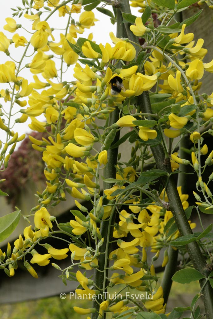 Laburnum anagyroides