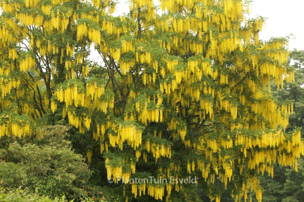 Laburnum watereri ‘Vossii’