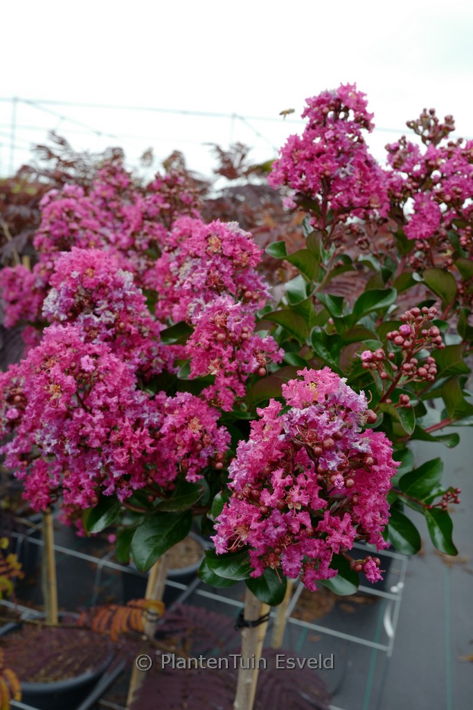 Lagerstroemia ‘Berry Dazzle’