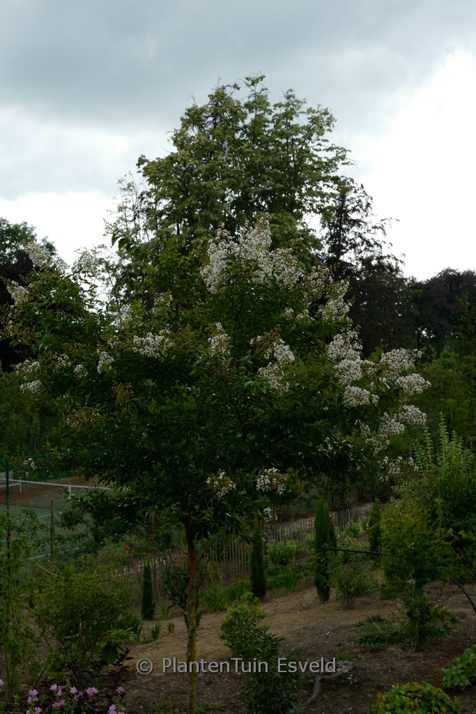 Lagerstroemia ‘Natchez’