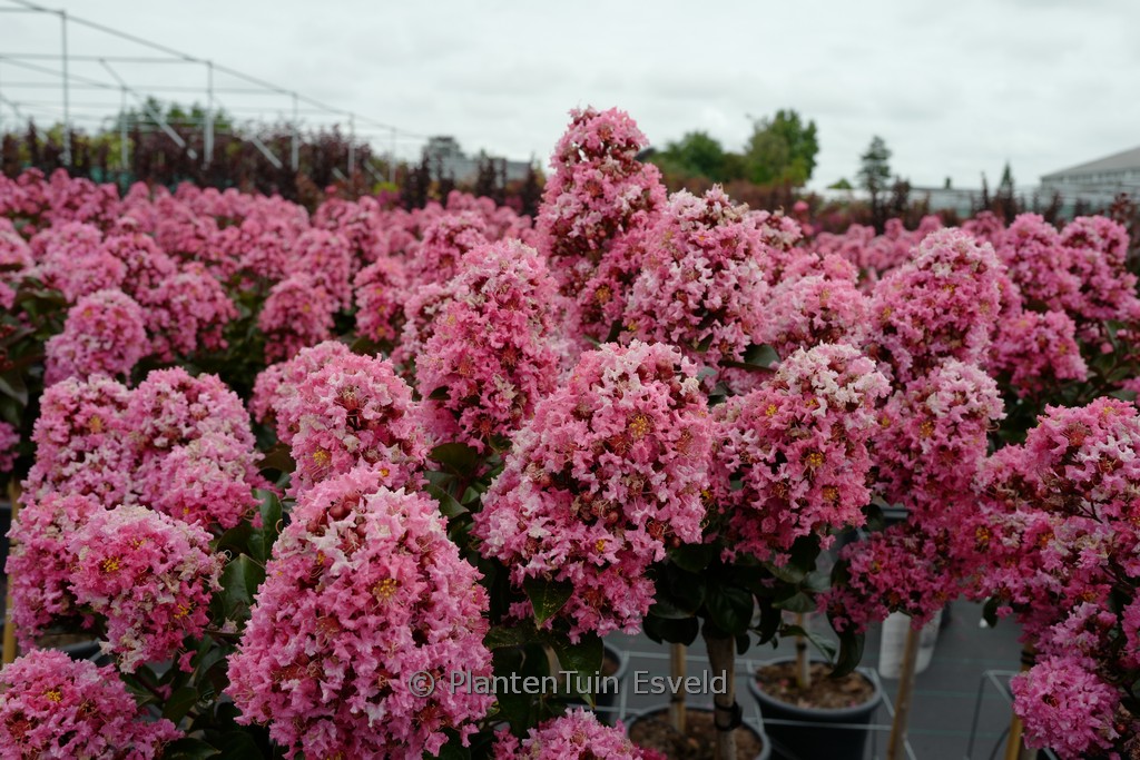 Lagerstroemia indica ‘Coral Magic’