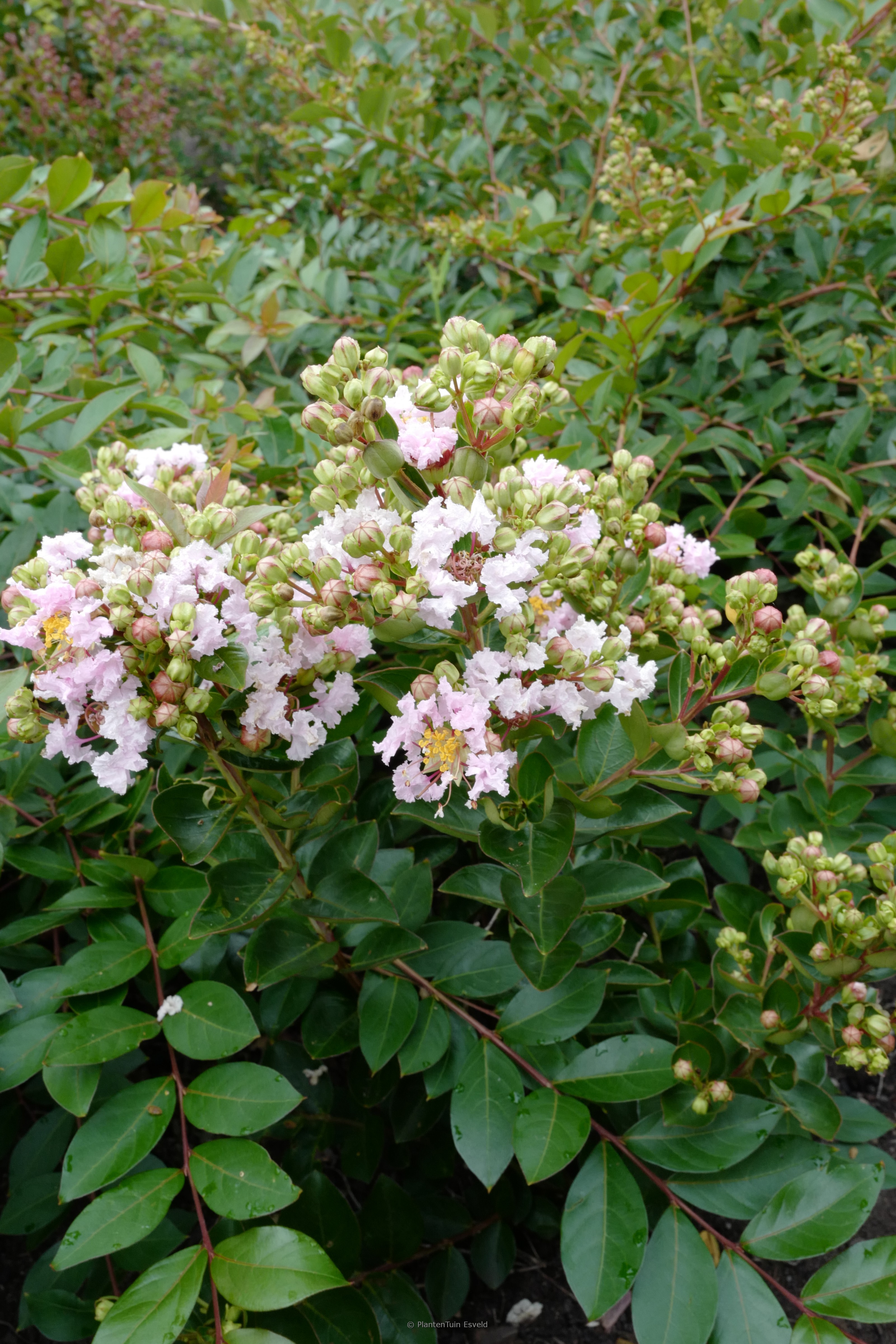 Lagerstroemia indica ‘Milaperl’ (WITH LOVE BABE)