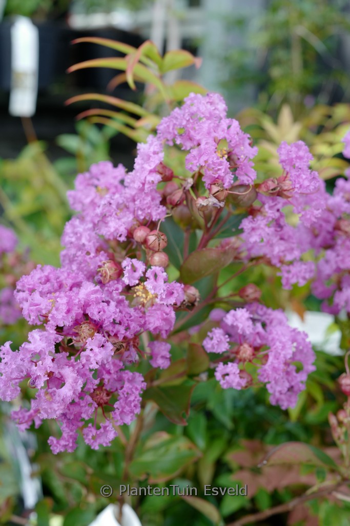 Lagerstroemia indica ‘Milavio’ (WITH LOVE ETERNAL)