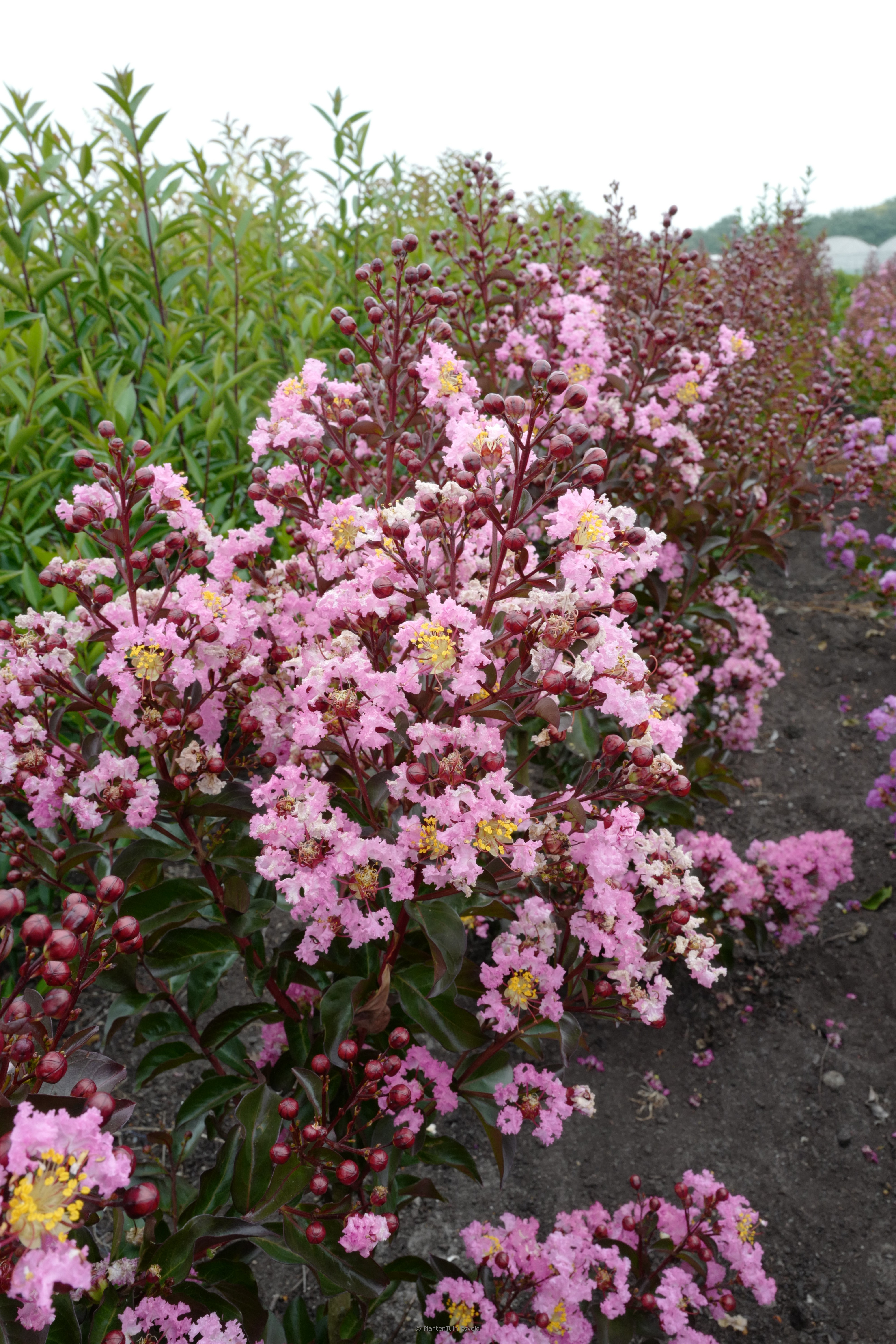 Lagerstroemia indica ‘Petit Orchid’