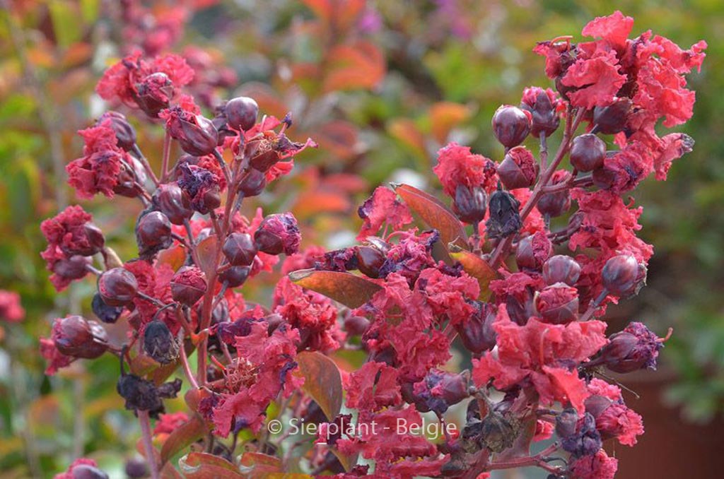 Lagerstroemia indica ‘Petite Red’