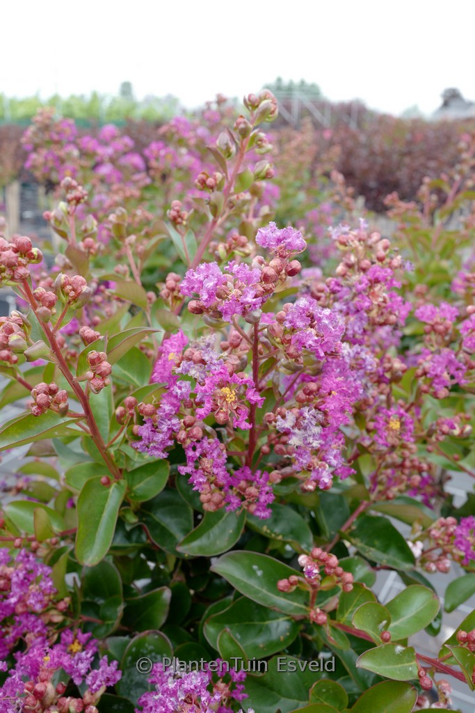 Lagerstroemia indica ‘Purple Star’