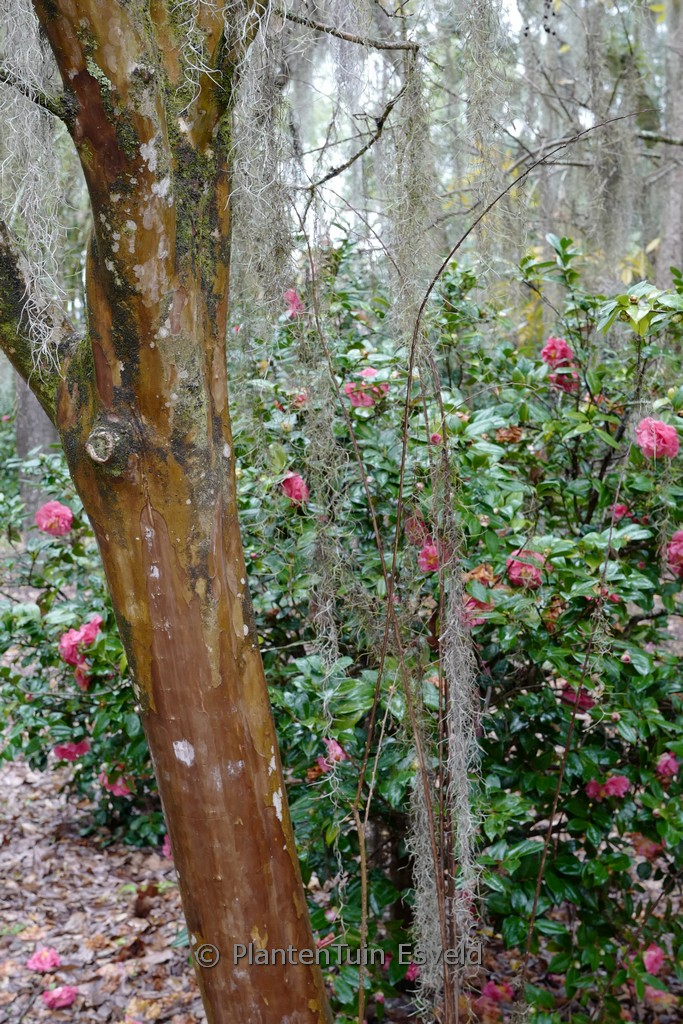 Lagerstroemia indica ‘Tuscarora’