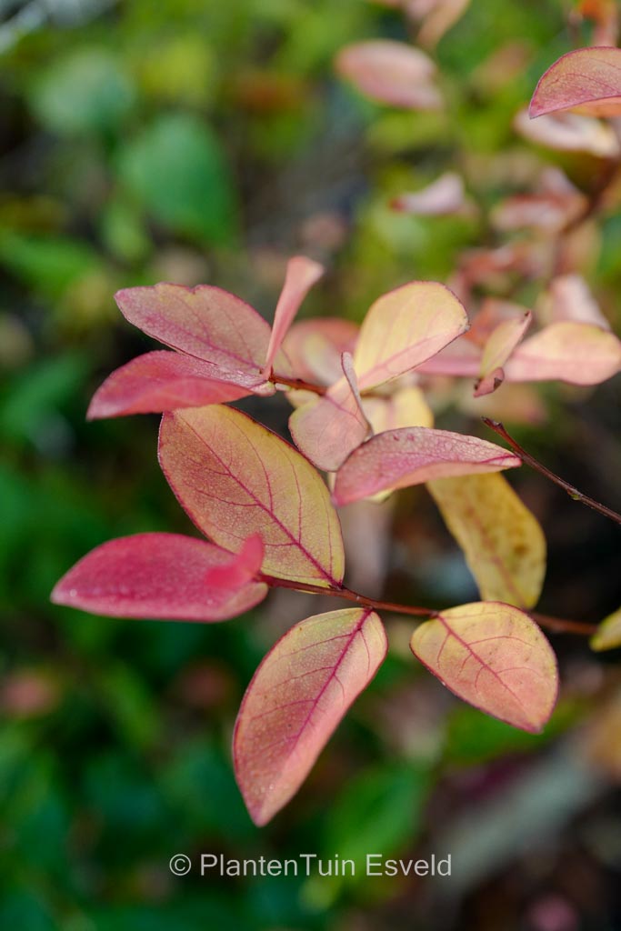 Lagerstroemia indica ‘Victoria’