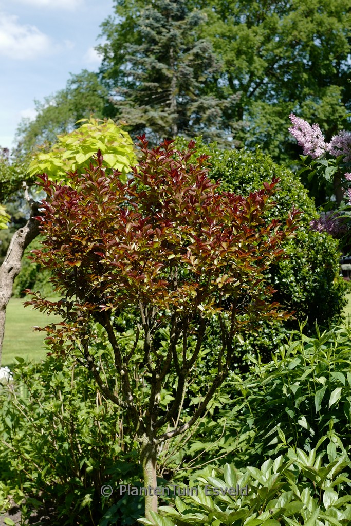 Lagerstroemia indica ‘Whit VIII’ (RHAPSODY IN PINK)
