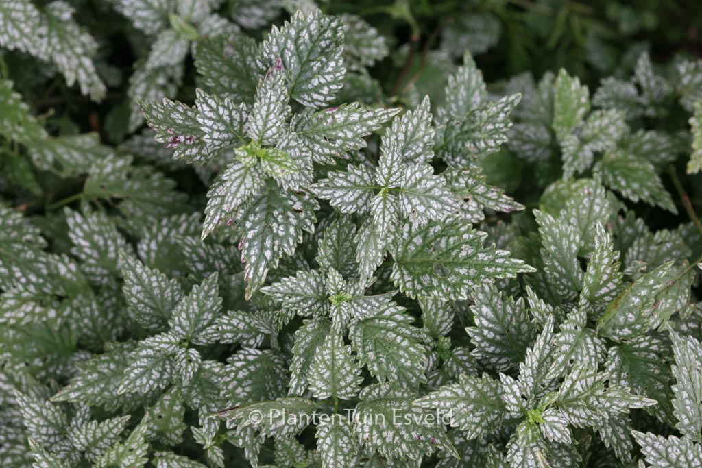 Lamiastrum galeobdolon ‘Herman’s Pride’