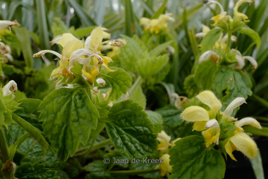 Lamiastrum galeobdolon ‘Kirkcudbright Dwarf’