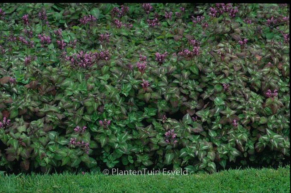 Lamium maculatum ‘Chequers’