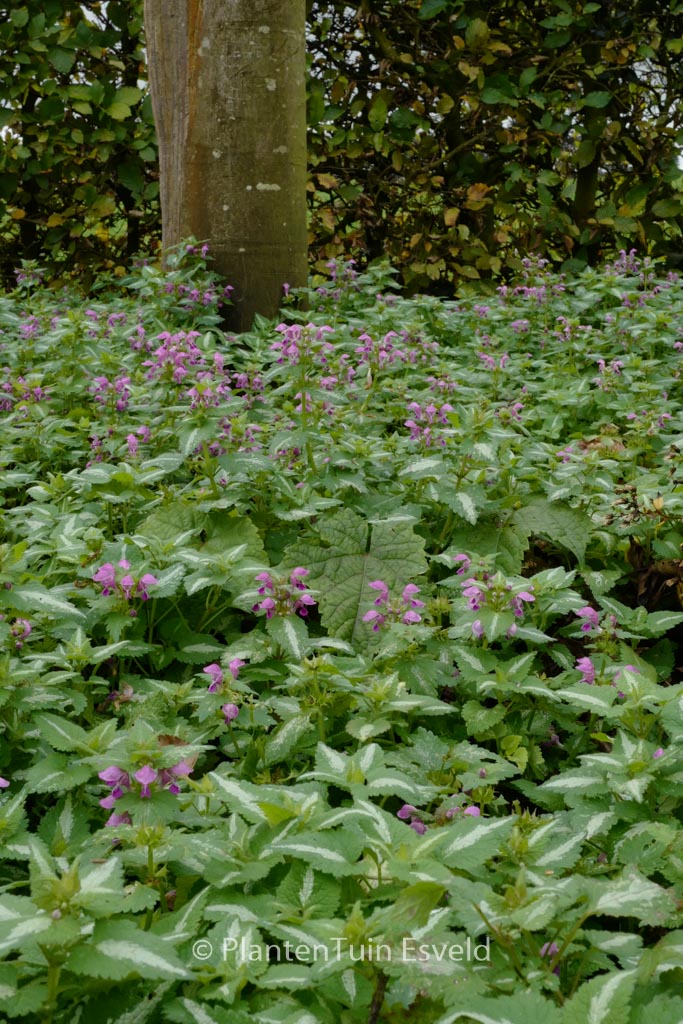 Lamium maculatum ‘Roseum’