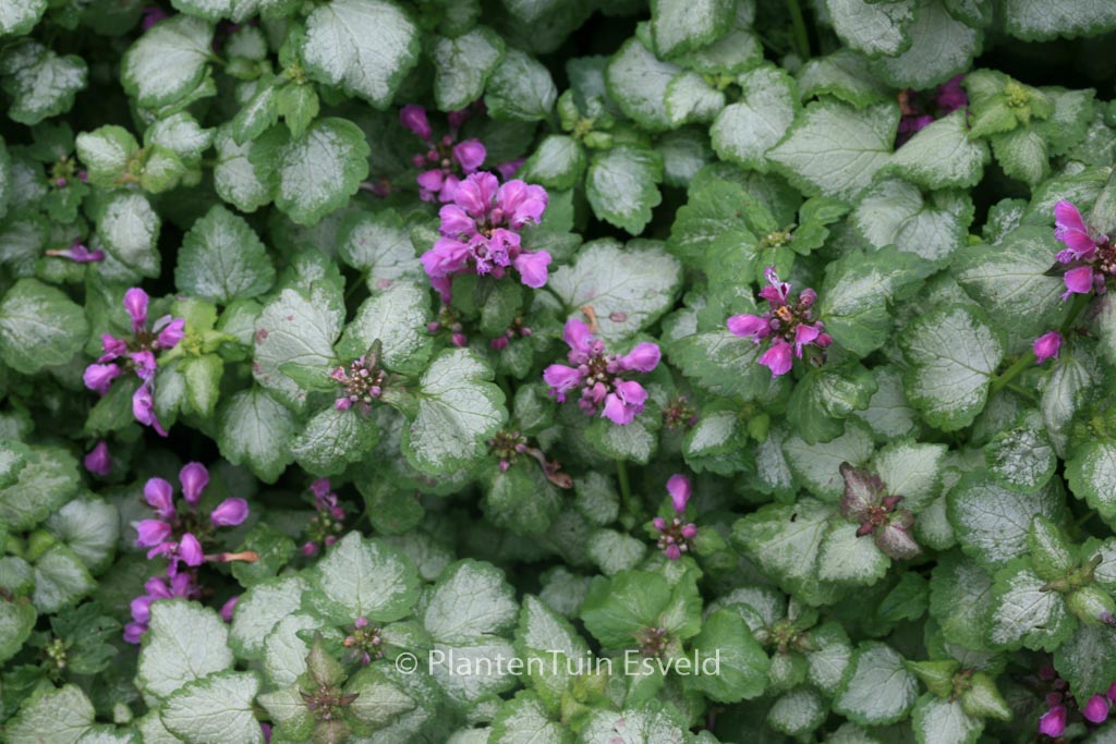 Lamium maculatum ‘Sterling Silver’