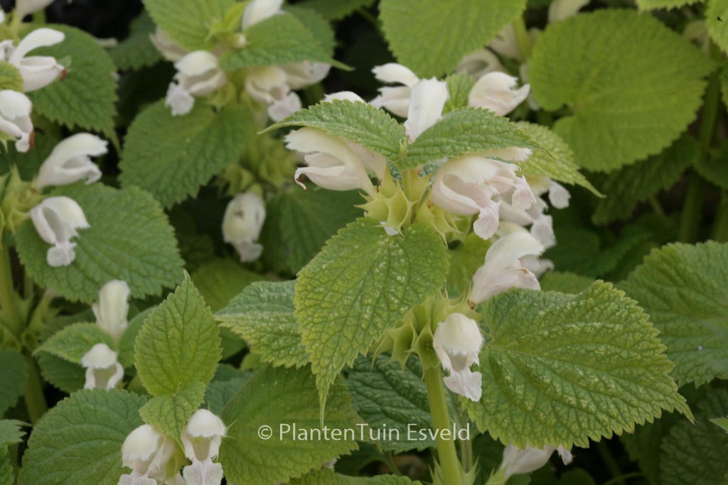 Lamium orvala ‘Album’