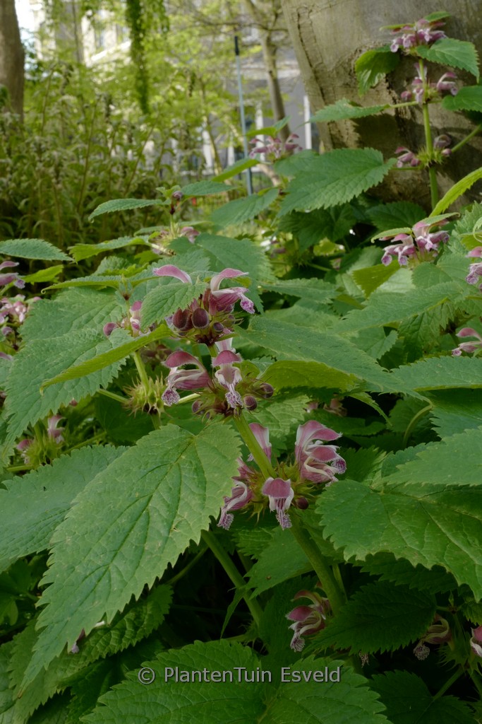 Lamium orvala