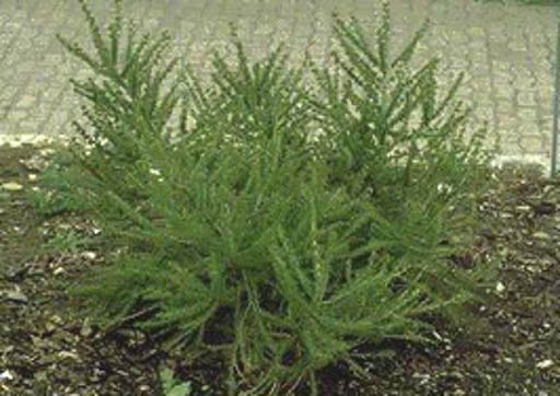 Larix decidua ‘Kornik’