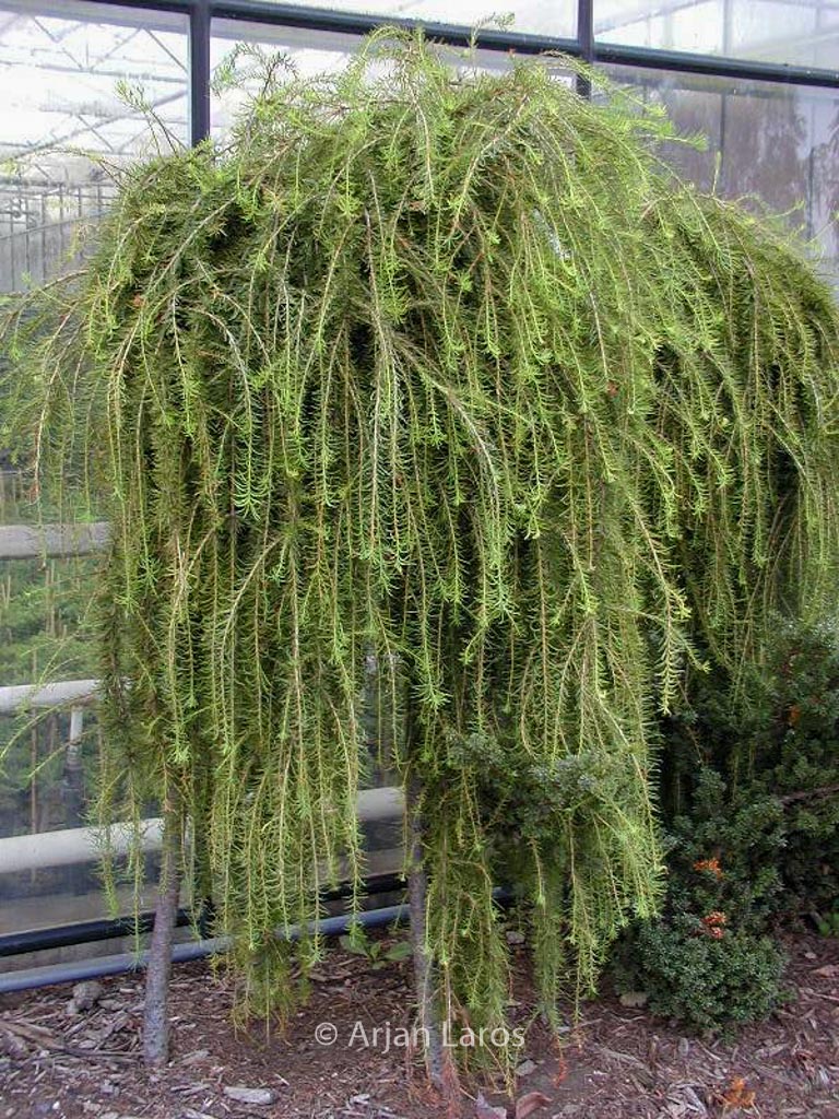 Larix decidua ‘Puli’
