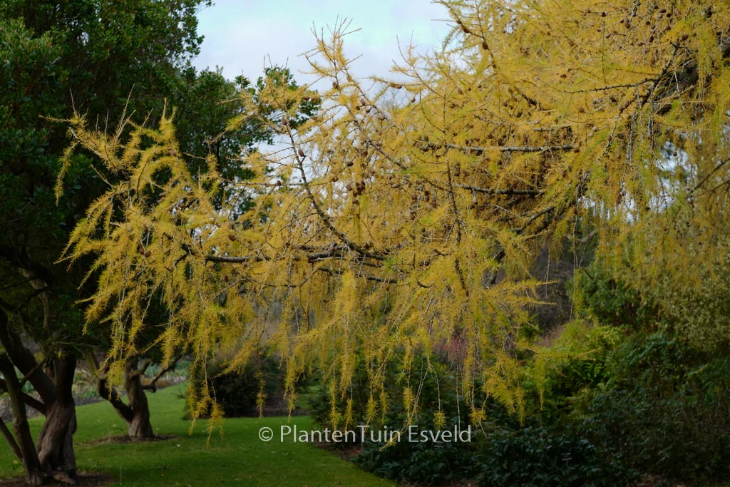 Larix decidua