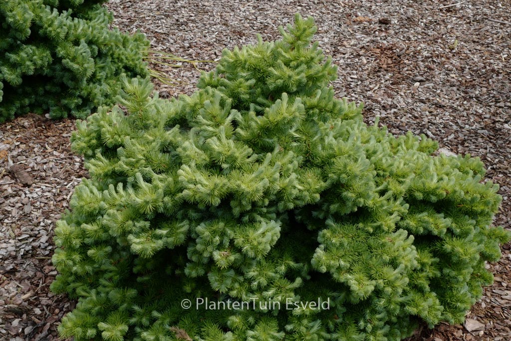 Larix kaempferi ‘Blue Dwarf’