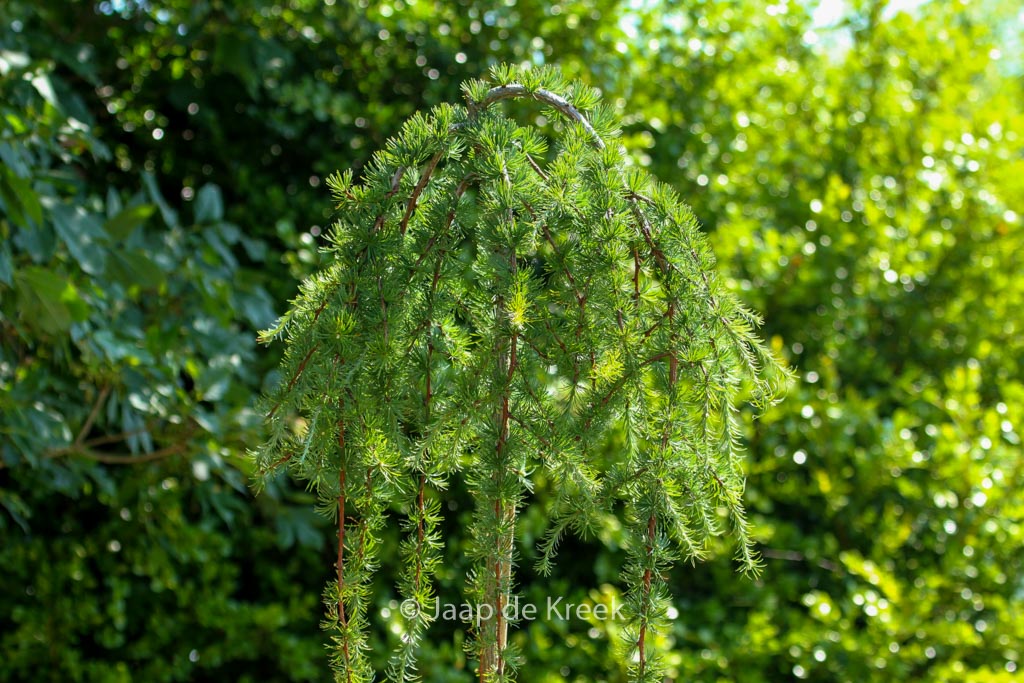 Larix kaempferi ‘Stiff Weeper’