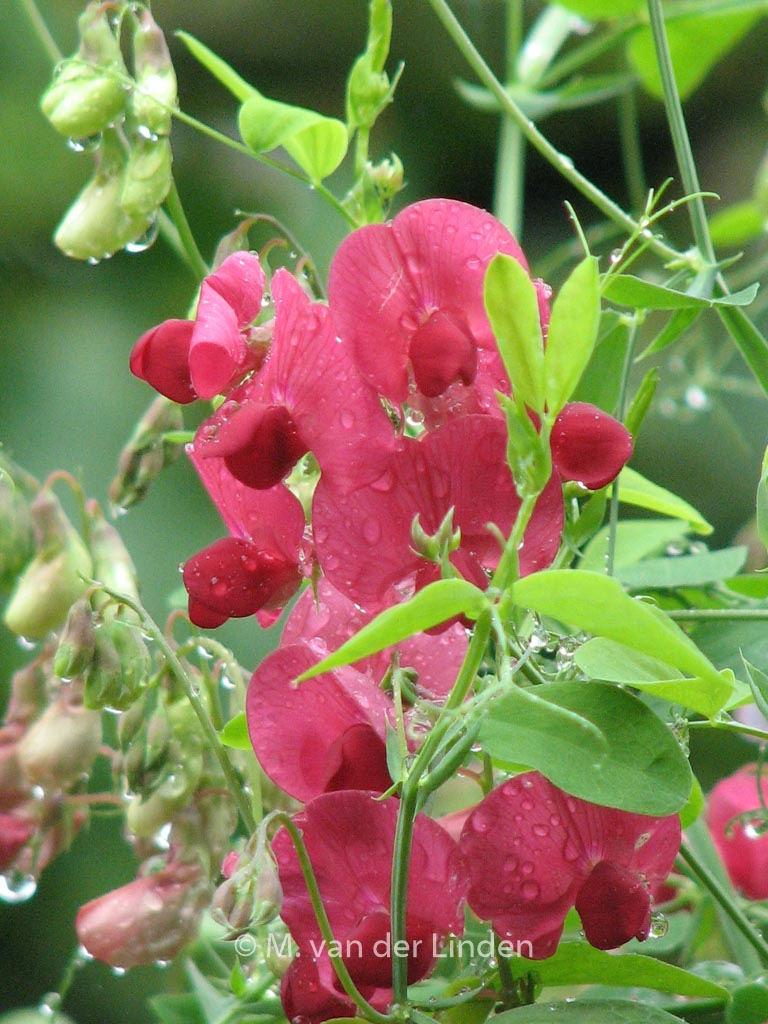 Lathyrus latifolius ‘Red Pearl’