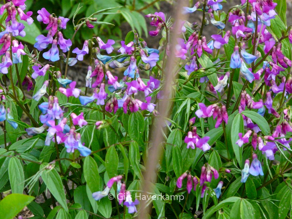 Lathyrus vernus