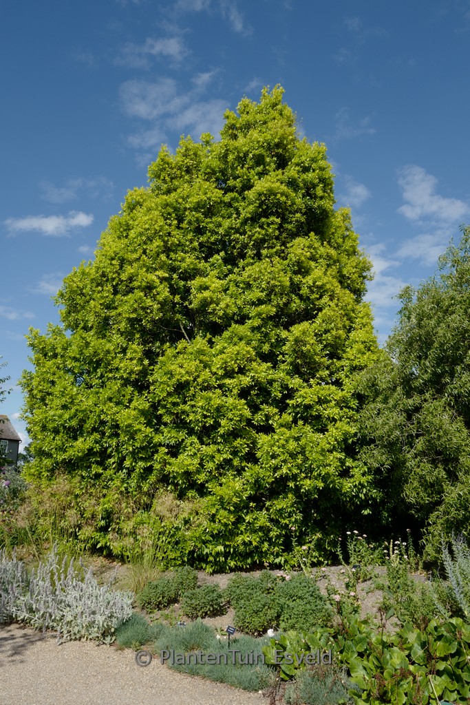 Laurus nobilis ‘Aurea’