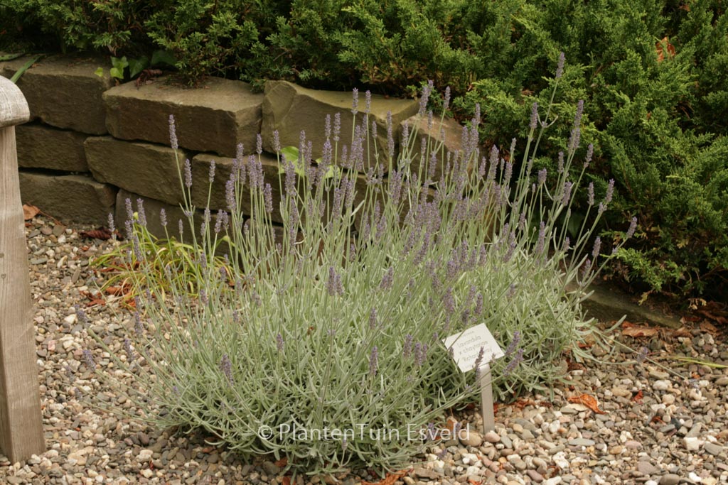 Lavandula ‘Richard Gray’