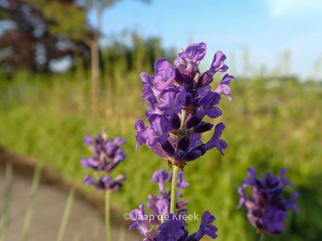Lavandula angustifolia ‘Essance Purple’