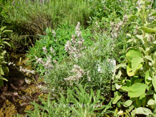 Lavandula angustifolia ‘Hidcote Pink’