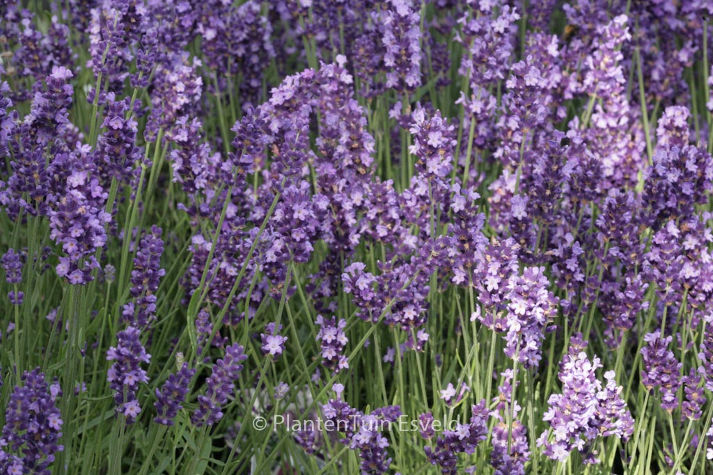 Lavandula angustifolia ‘Hidcote’