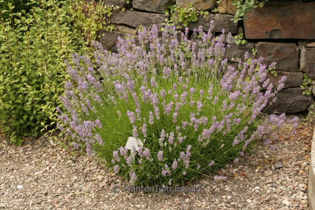 Lavandula angustifolia ‘Lavender Lady’
