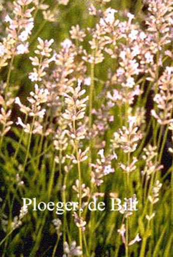 Lavandula angustifolia ‘Loddon Pink’