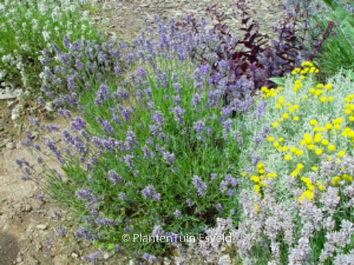 Lavandula angustifolia ‘Middachten’