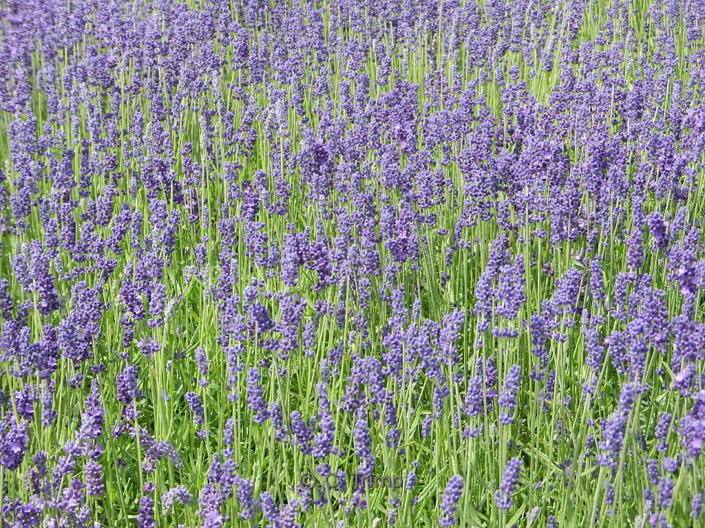 Lavandula angustifolia ‘Munstead’