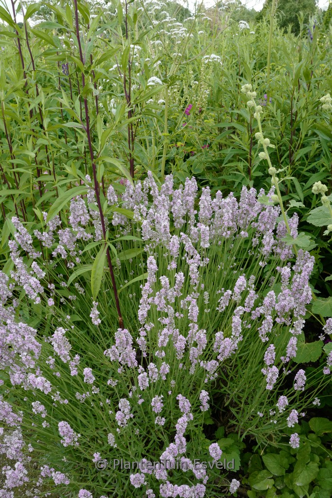 Lavandula angustifolia ‘Rosea’