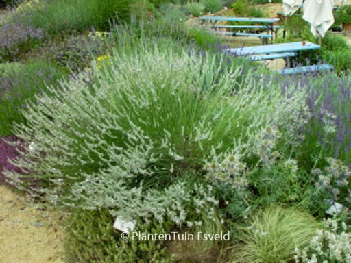 Lavandula intermedia ‘Edelweiss’