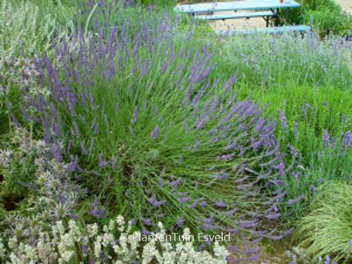Lavandula intermedia ‘Grosso’