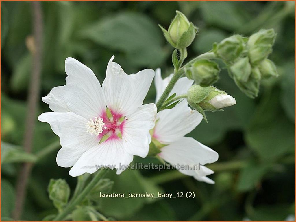 Lavatera ‘Barnsley Baby’