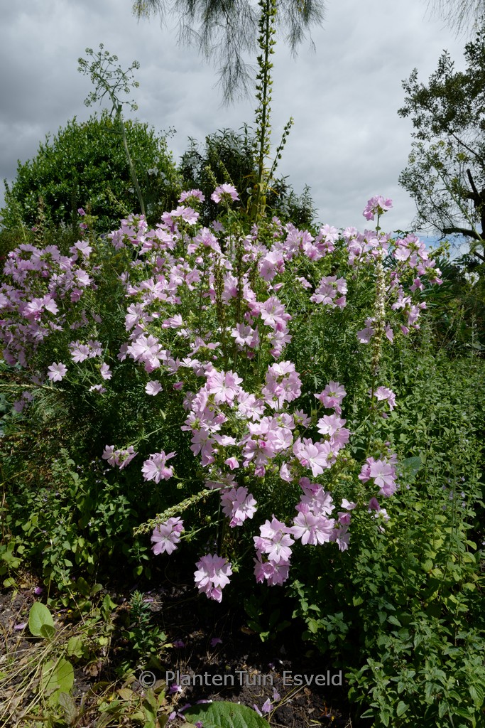 Lavatera ‘Barnsley’
