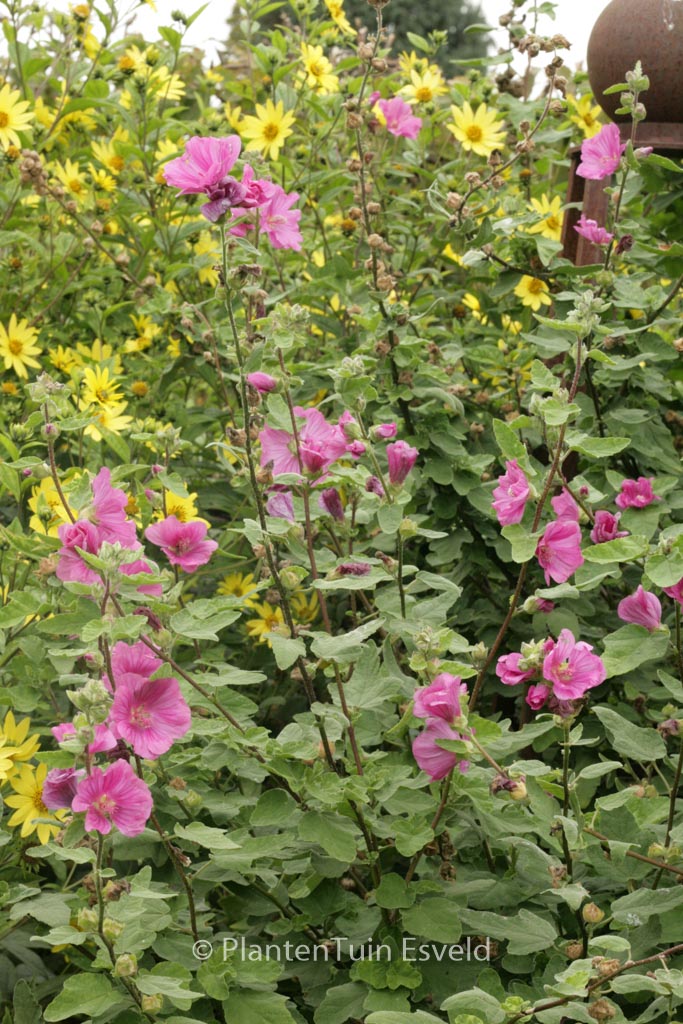 Lavatera ‘Burgundy Wine’