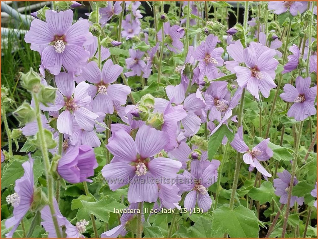 Lavatera ‘Lilac Lady’