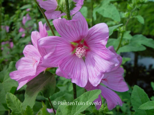 Lavatera ‘Rosea’