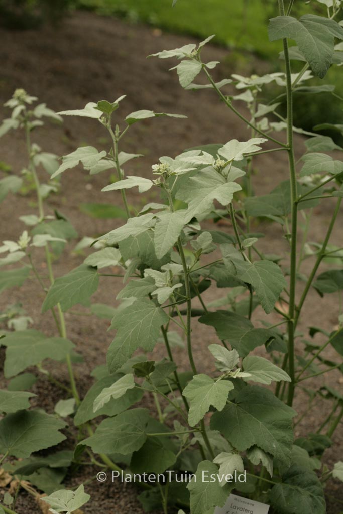 Lavatera ‘Silver Barnsley’