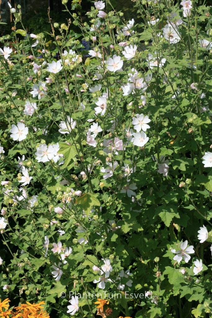 Lavatera ‘White Angel’