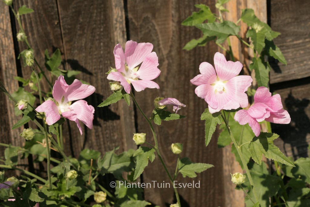 Lavatera thuringiaca